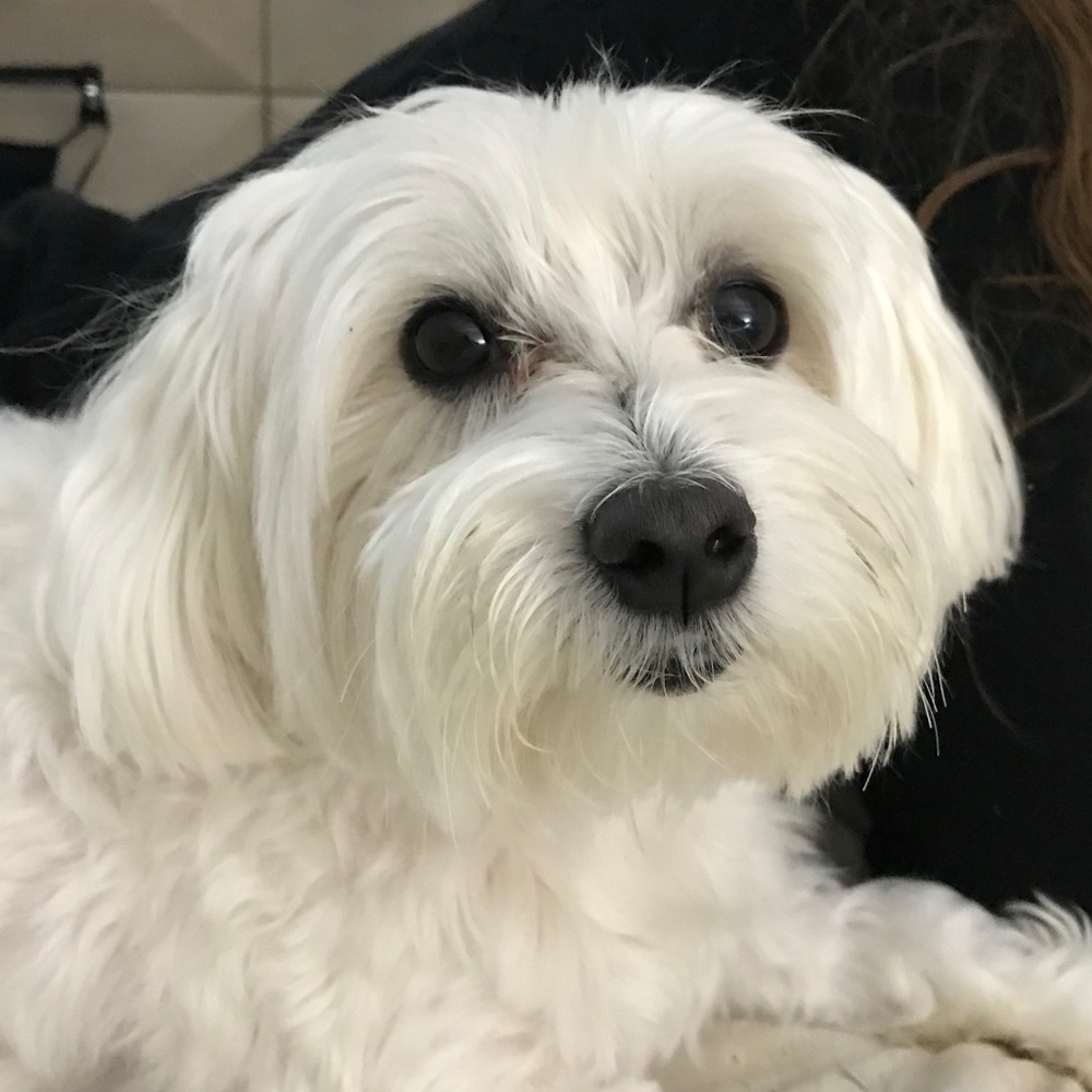 Meet your Posher, Janet